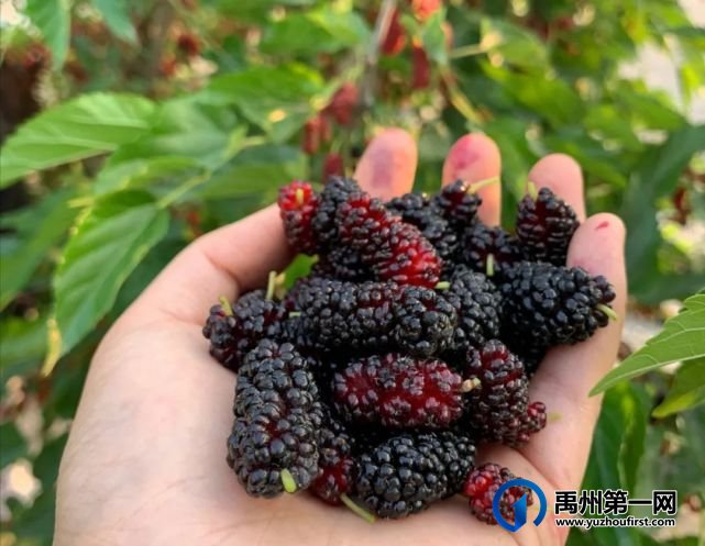 禹州300亩大樱桃采摘基地即将开园,就在5月15号!免费门票领取方式 禹州300亩大樱桃采摘基地即将开园,就在5月15号!免费门票领取方式