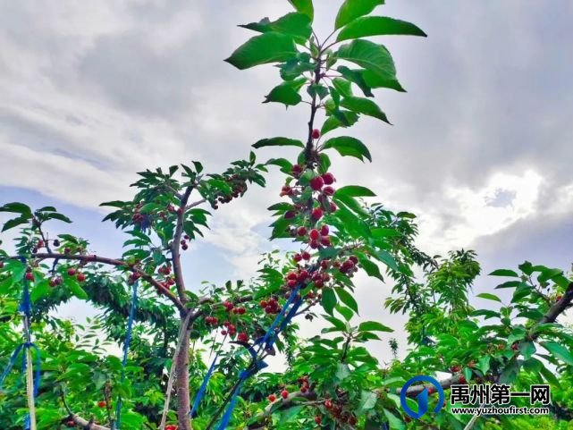 禹州300亩大樱桃采摘基地即将开园,就在5月15号!免费门票领取方式 禹州300亩大樱桃采摘基地即将开园,就在5月15号!免费门票领取方式