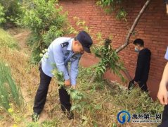 禹州荒地暗藏罂粟 民警依法铲除