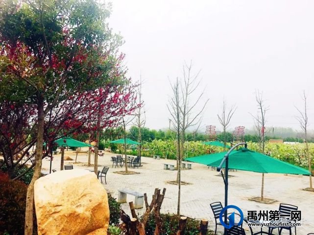 禹州泓硕农业400亩樱桃园即将开园,快来尝鲜吧! 禹州泓硕农业400亩樱桃园即将开园,快来尝鲜吧!