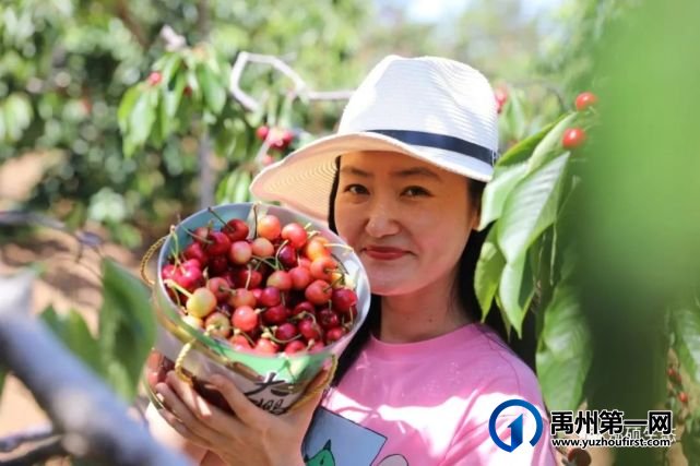 禹州泓硕农业400亩樱桃园即将开园,快来尝鲜吧! 禹州泓硕农业400亩樱桃园即将开园,快来尝鲜吧!