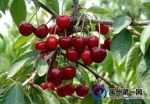 禹州泓硕农业400亩樱桃园即将开园,快来尝鲜吧! 禹州泓硕农业400亩樱桃园即将开园,快来尝鲜吧!