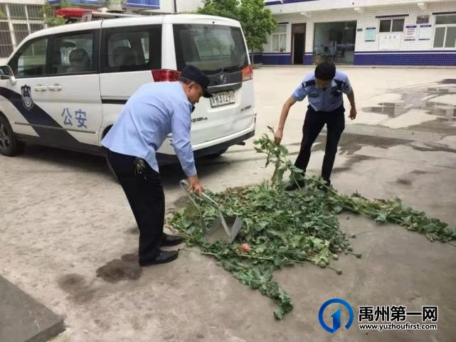 禹州荒地暗藏罂粟 民警依法铲除 禹州荒地暗藏罂粟 民警依法铲除