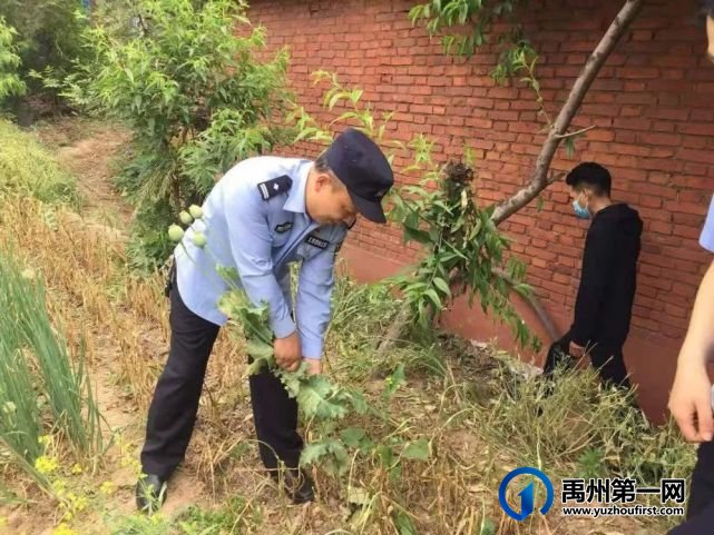 禹州荒地暗藏罂粟 民警依法铲除 禹州荒地暗藏罂粟 民警依法铲除