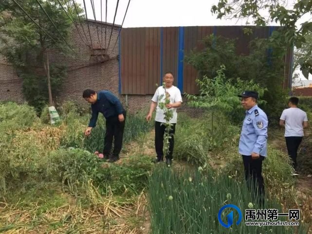 禹州荒地暗藏罂粟 民警依法铲除 禹州荒地暗藏罂粟 民警依法铲除