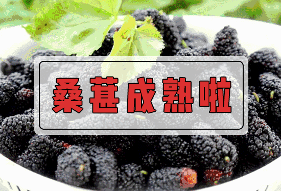 5月22日禹州无梁镇第二届具茨山老山坪金杏采摘 5月22日禹州无梁镇第二届具茨山老山坪金杏采摘