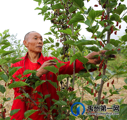 5月22日禹州无梁镇第二届具茨山老山坪金杏采摘 5月22日禹州无梁镇第二届具茨山老山坪金杏采摘