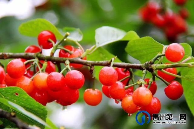 禹州400亩大樱桃基地即将开园!入园大樱桃免费吃... 禹州400亩大樱桃基地即将开园!入园大樱桃免费吃...