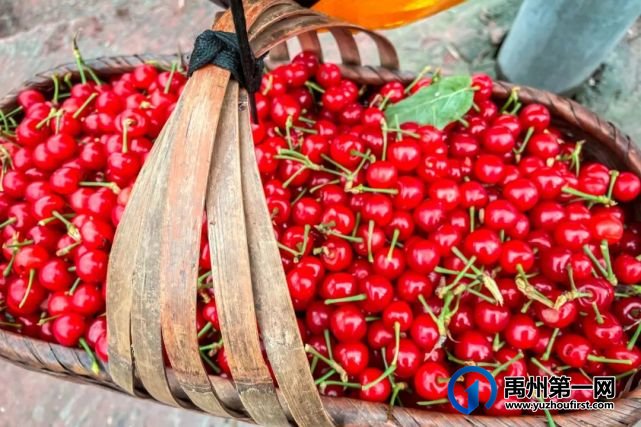 禹州400亩大樱桃基地即将开园!入园大樱桃免费吃... 禹州400亩大樱桃基地即将开园!入园大樱桃免费吃...