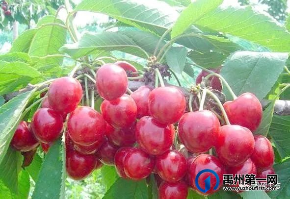 禹州400亩大樱桃基地即将开园!入园大樱桃免费吃... 禹州400亩大樱桃基地即将开园!入园大樱桃免费吃...