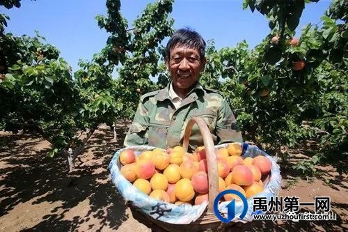 5月22日禹州鸠山闵庄村第七届杏果采摘旅游文化节即将香甜袭来 5月22日禹州鸠山闵庄村第七届杏果采摘旅游文化节即将香甜袭来