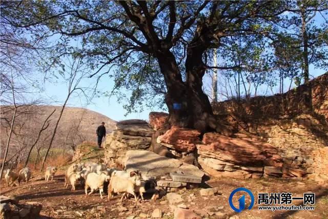 5月22日禹州鸠山闵庄村第七届杏果采摘旅游文化节即将香甜袭来 5月22日禹州鸠山闵庄村第七届杏果采摘旅游文化节即将香甜袭来