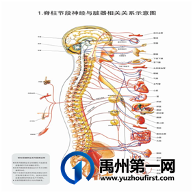 禹州市二院中医康复特色技术—— 定点介入疗法 禹州市二院中医康复特色技术—— 定点介入疗法