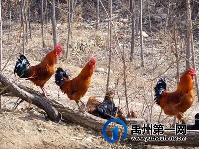 禹州鲜董记鸡子炒馍美味到让小编飙泪! 禹州鲜董记鸡子炒馍美味到让小编飙泪!