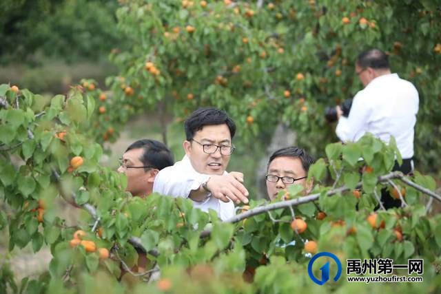 禹州鸠山闵庄村的杏熟了!采摘旅游节5.22日隆重开幕 禹州鸠山闵庄村的杏熟了!采摘旅游节5.22日隆重开幕