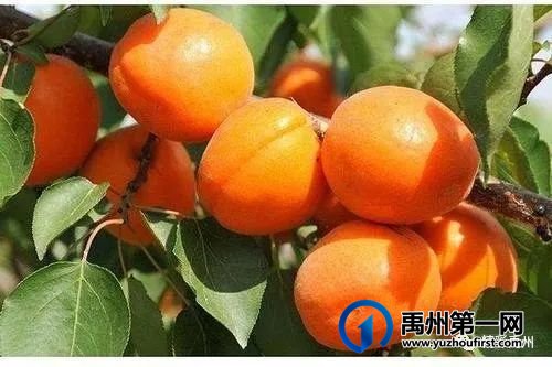 禹州具茨山第二届金杏采摘节暨党的知识竞赛 禹州具茨山第二届金杏采摘节暨党的知识竞赛