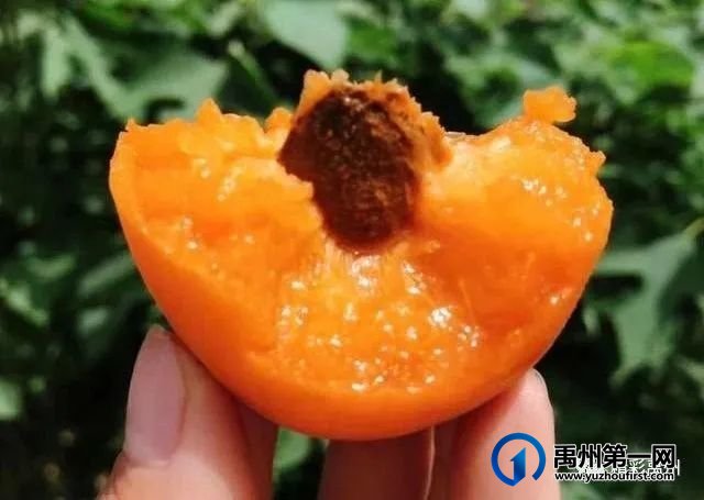 禹州具茨山第二届金杏采摘节暨党的知识竞赛 禹州具茨山第二届金杏采摘节暨党的知识竞赛