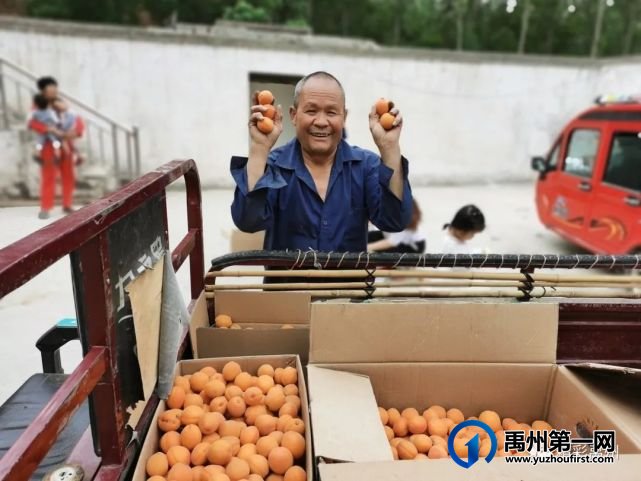 禹州具茨山第二届金杏采摘节暨党的知识竞赛 禹州具茨山第二届金杏采摘节暨党的知识竞赛