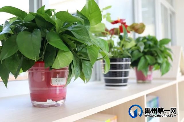 禹州市一高附属学校校园文化掠影 禹州市一高附属学校校园文化掠影