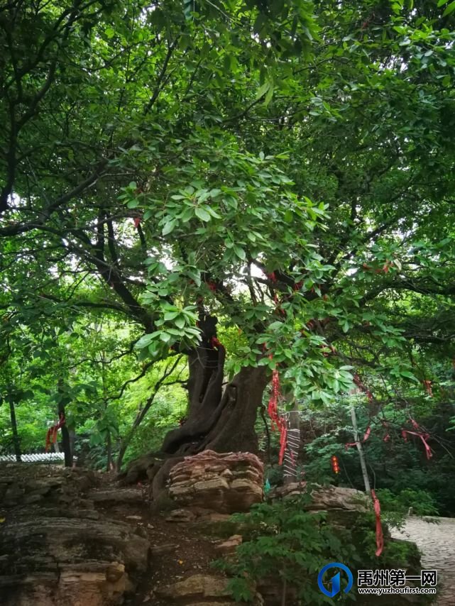 网眼看禹州:明天正式开幕,向“杏”福出发 网眼看禹州:明天正式开幕,向“杏”福出发