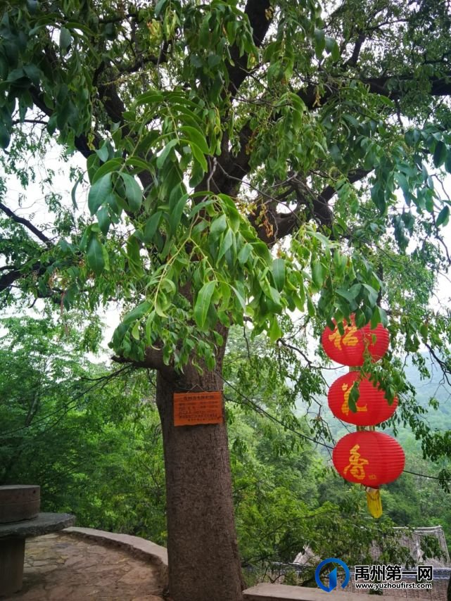 网眼看禹州:明天正式开幕,向“杏”福出发 网眼看禹州:明天正式开幕,向“杏”福出发