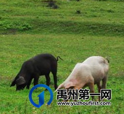 共10处!禹州市发布畜禽养殖禁养区范围... 共10处!禹州市发布畜禽养殖禁养区范围...