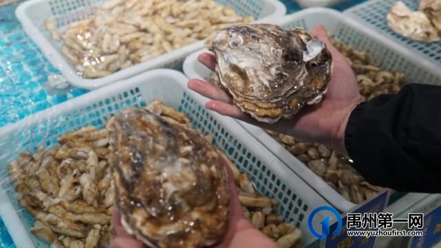禹州滨河路这家店正式出招!免费烤生蚝十个起送! 禹州滨河路这家店正式出招!免费烤生蚝十个起送!