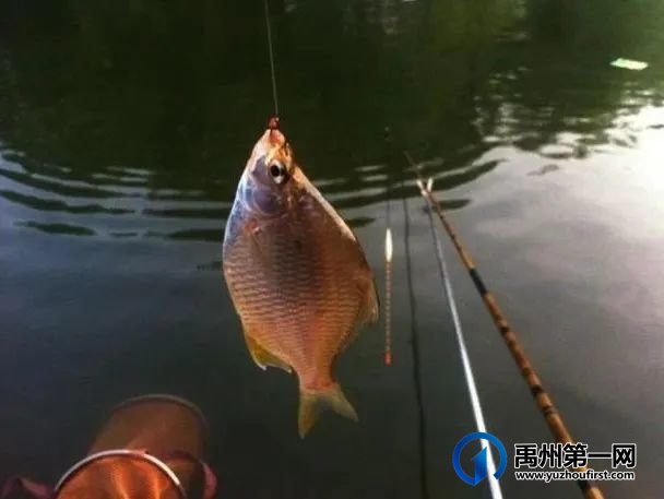 禹州首届“建业杯”垂钓大赛圆满收杆! 禹州首届“建业杯”垂钓大赛圆满收杆!