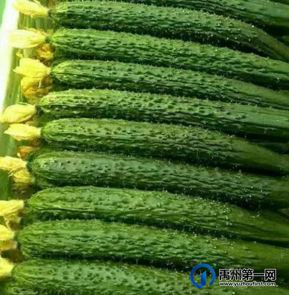 重磅!刚刚,禹州学校食堂食品安全会议召开!着重推介... 重磅!刚刚,禹州学校食堂食品安全会议召开!着重推介...