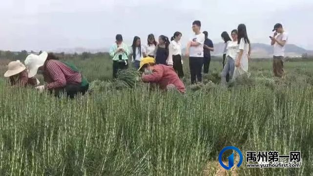 禹州朱阁镇马坟村︱种植迷迭香“香飘”致富路 禹州朱阁镇马坟村︱种植迷迭香“香飘”致富路