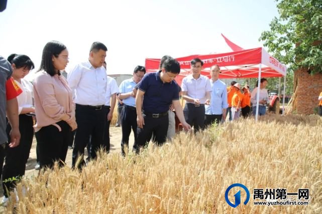 禹州市长陈涛调研我市违法违规用地整改情况及“三夏”生产工作 禹州市长陈涛调研我市违法违规用地整改情况及“三夏”生产工作