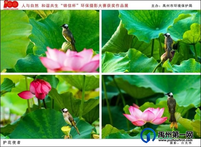禹州市“人与自然 和谐共生”“锦信杯”环保摄影大赛部分获奖作品展示 禹州市“人与自然 和谐共生”“锦信杯”环保摄影大赛部分获奖作品展示