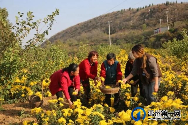 禹州市“三大引领”激活乡村振兴动能 禹州市“三大引领”激活乡村振兴动能