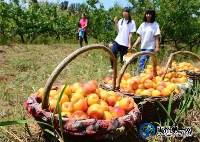 禹州市“三大引领”激活乡村振兴动能 禹州市“三大引领”激活乡村振兴动能