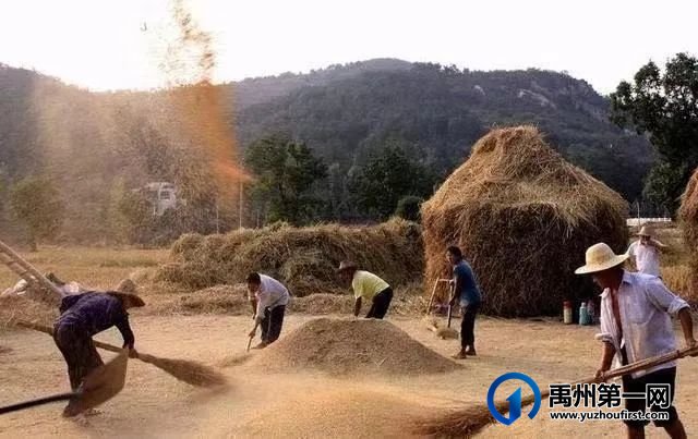 禹州:麦收时节的记忆 禹州:麦收时节的记忆