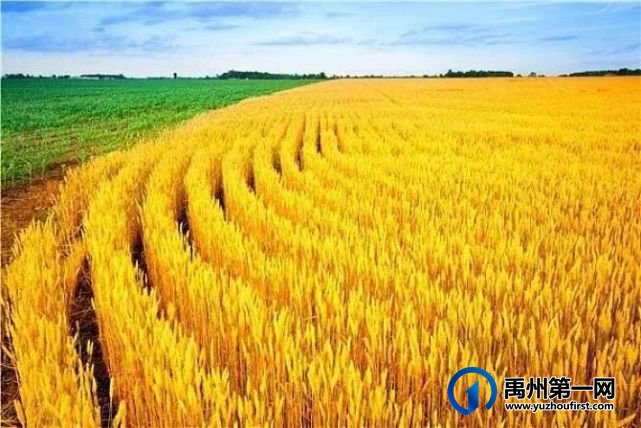 禹州:麦收时节的记忆 禹州:麦收时节的记忆