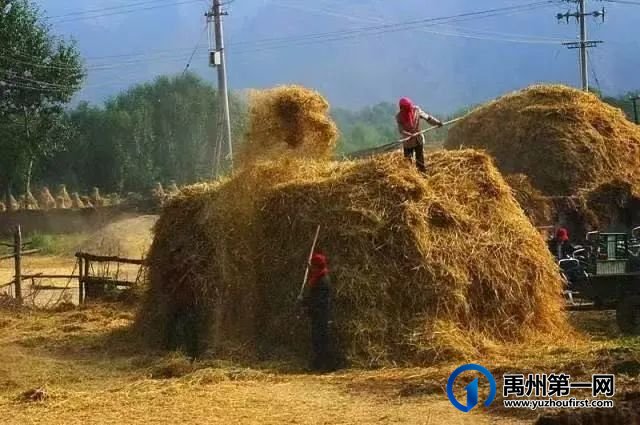 禹州:麦收时节的记忆 禹州:麦收时节的记忆