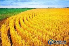 禹州：麦收时节的记忆