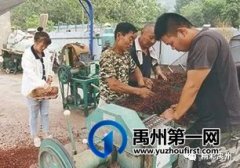 禹州乡村振兴路上药香四溢