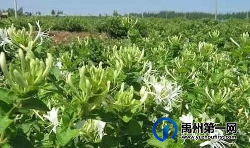 致力乡村振兴 筑梦幸福耿楼 致力乡村振兴 筑梦幸福耿楼