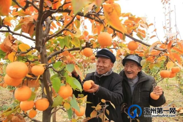 禹州苌庄镇打赢打好脱贫攻坚战 迈向乡村振兴新征程 禹州苌庄镇打赢打好脱贫攻坚战 迈向乡村振兴新征程