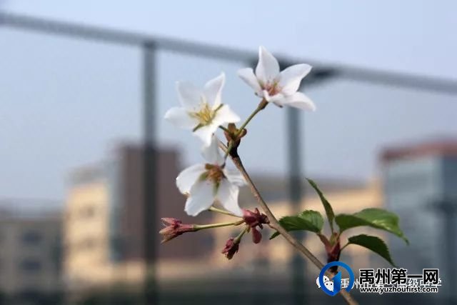 禹州市第一高级中学致2021级新生家长的一封信 禹州市第一高级中学致2021级新生家长的一封信