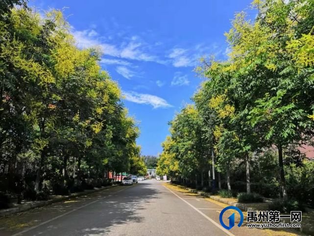 北大公学禹州国际金秋丹桂香满园,静待你归 北大公学禹州国际金秋丹桂香满园,静待你归