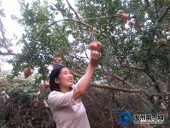 禹州市方岗镇：“土”味农产品成致富“金钥匙”