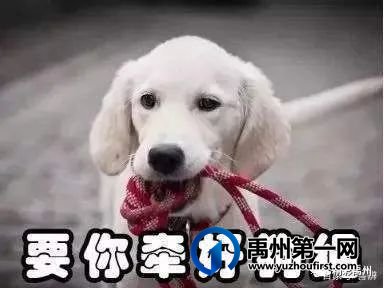 @禹州人:骑电动车带不带头盔、广场舞啥时间跳?新规速看→ @禹州人:骑电动车带不带头盔、广场舞啥时间跳?新规速看→