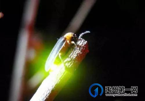 重磅!禹州夏都美食街惊现几万只萤火虫,引上万人围观. 重磅!禹州夏都美食街惊现几万只萤火虫,引上万人围观.