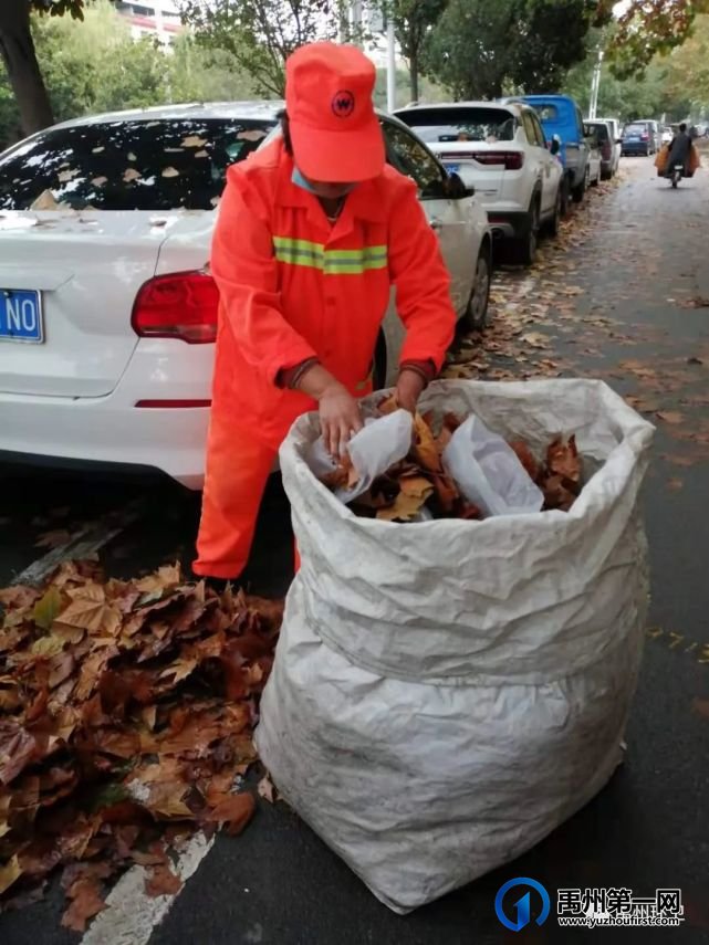 禹州环卫:秋风起落叶急 环卫工人忙清理 禹州环卫:秋风起落叶急 环卫工人忙清理