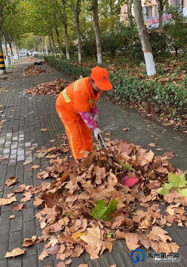禹州环卫:秋风起落叶急 环卫工人忙清理 禹州环卫:秋风起落叶急 环卫工人忙清理