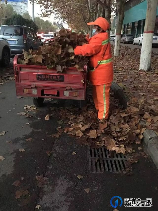 禹州环卫:秋风起落叶急 环卫工人忙清理 禹州环卫:秋风起落叶急 环卫工人忙清理