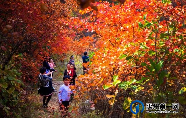 叮咚!禹州大鸿寨第十四届“红叶节”已如约而至 叮咚!禹州大鸿寨第十四届“红叶节”已如约而至